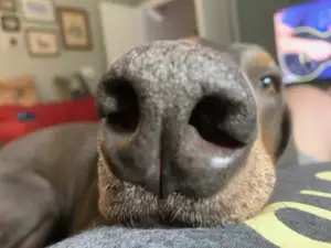 HNose