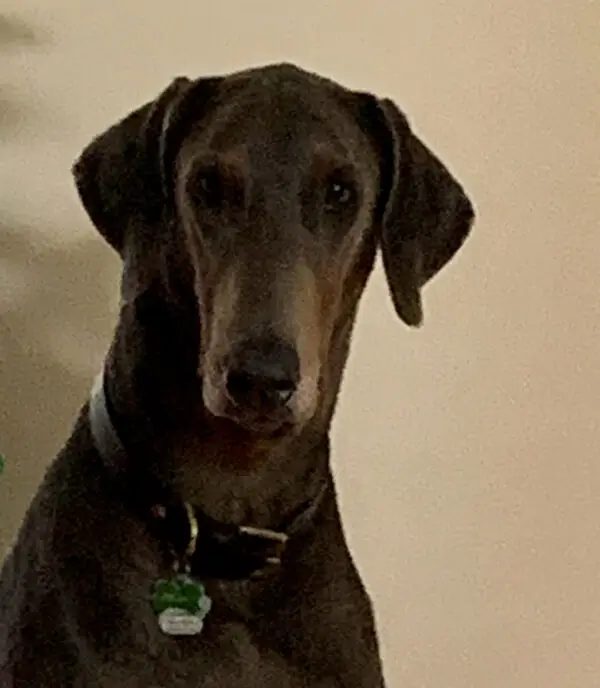Picture of Humphrey